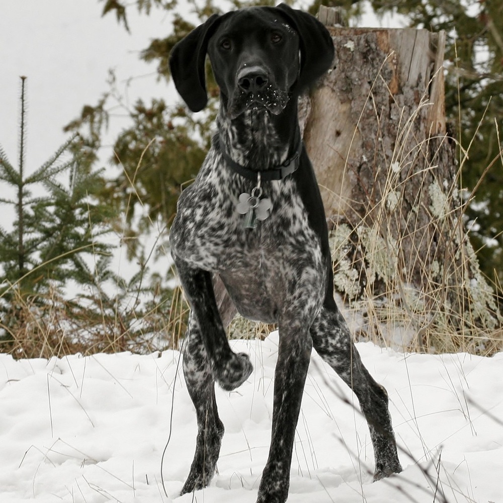 Meet your Posher, Joseph